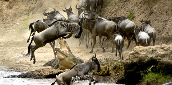11-Days Kenya and Tanzania Safari Tour Package 